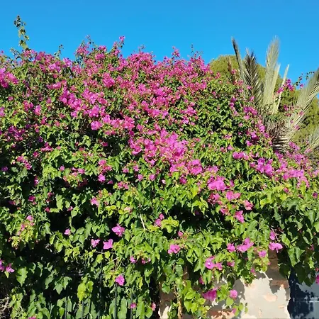 Marsol Recoleta Apartment Torrevieja